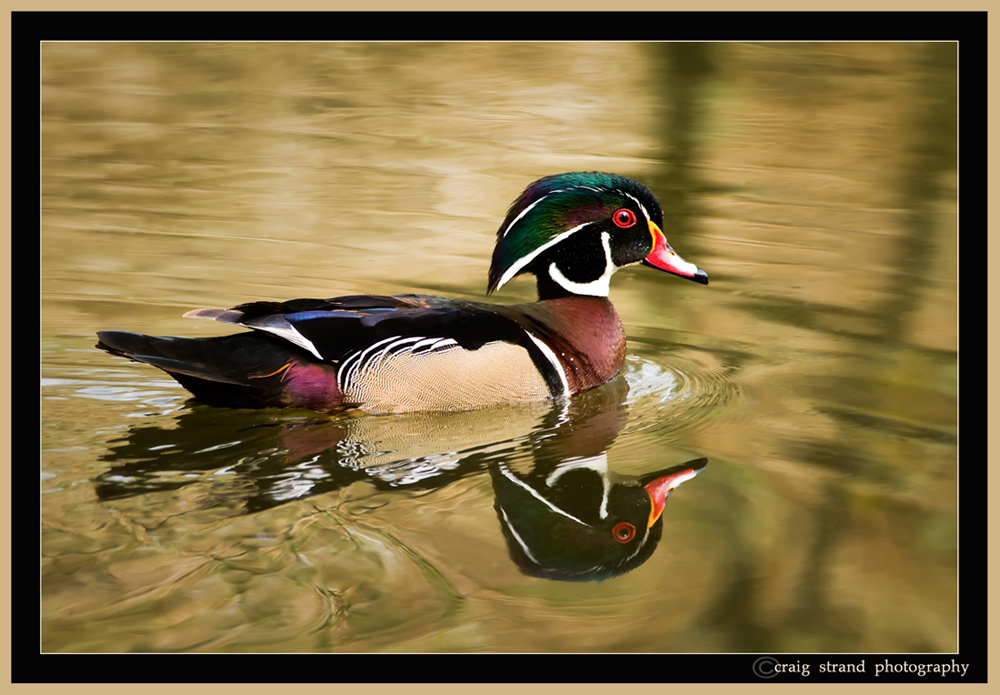Wood Duck