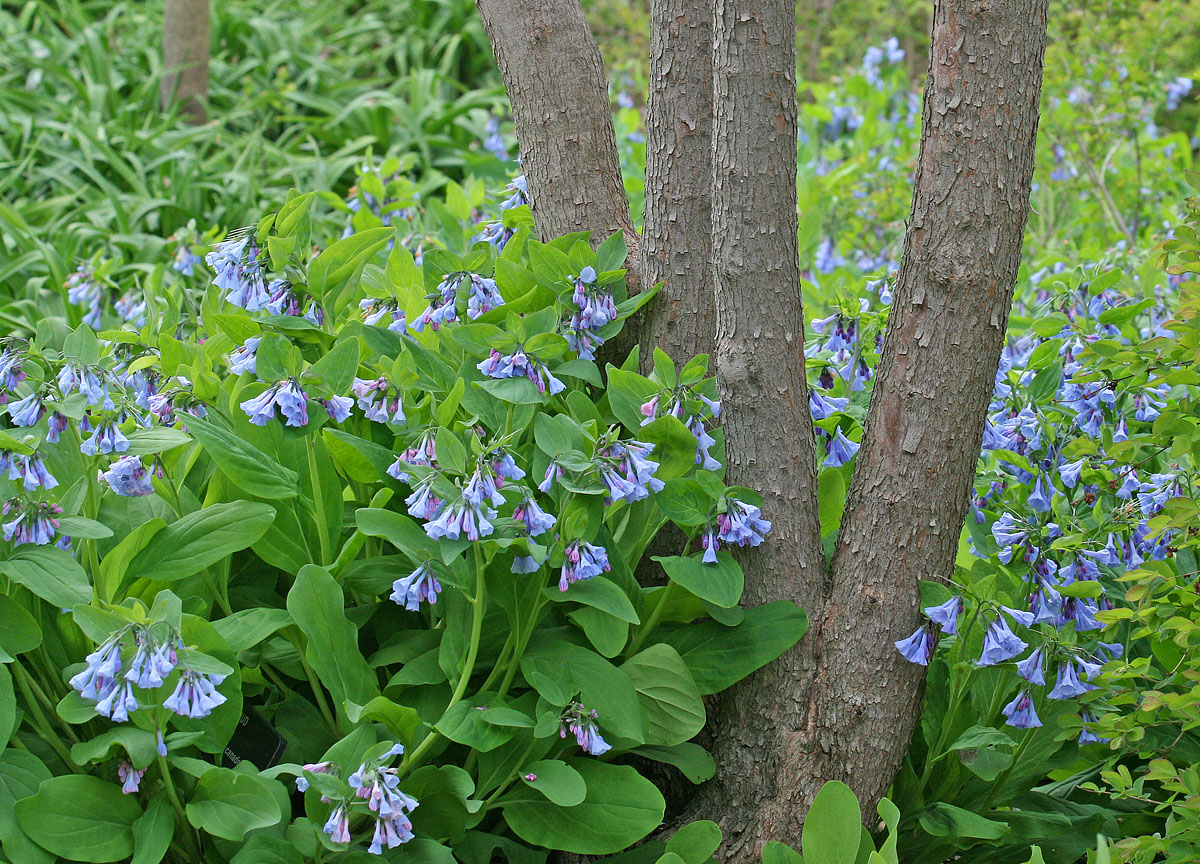 Bluebells