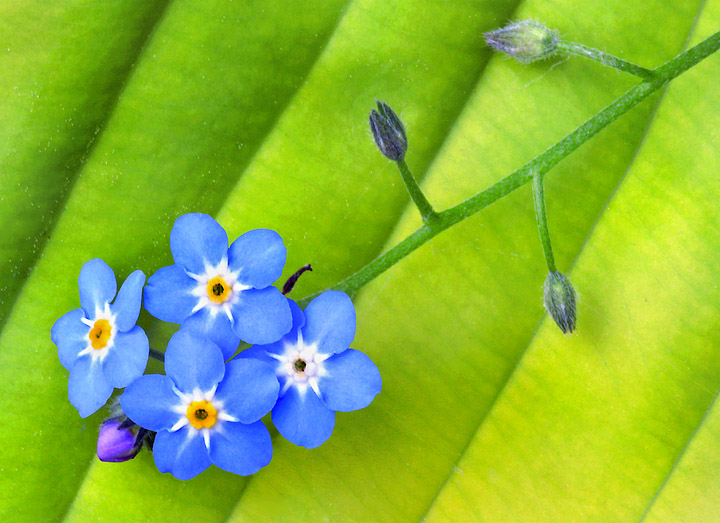 Forget-me-nots on hosta 