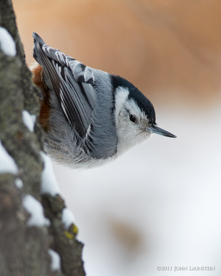 Winter Nuthatch