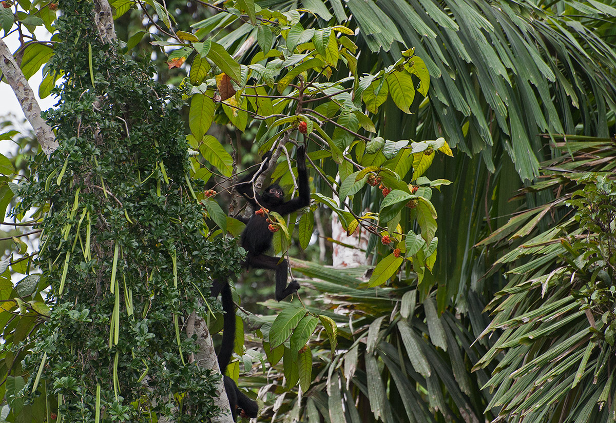spider monkey