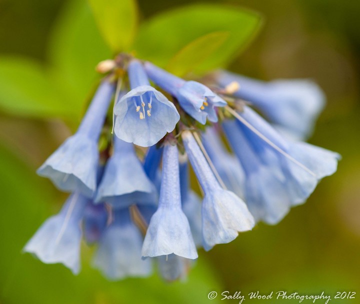 First Ever BlueBells +repost