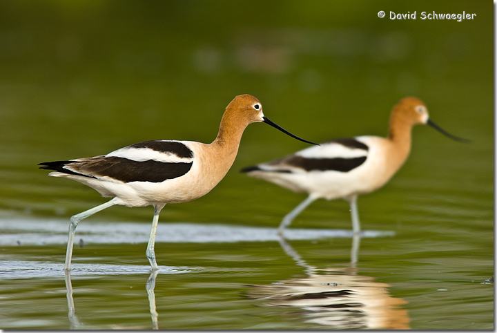 Synchronized Avocets