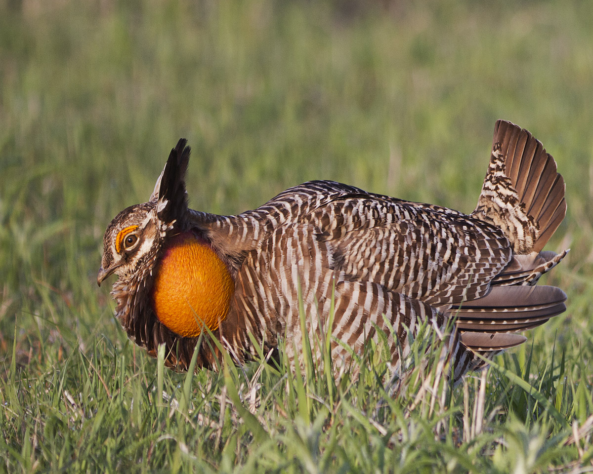 Greater Prairie Chicken