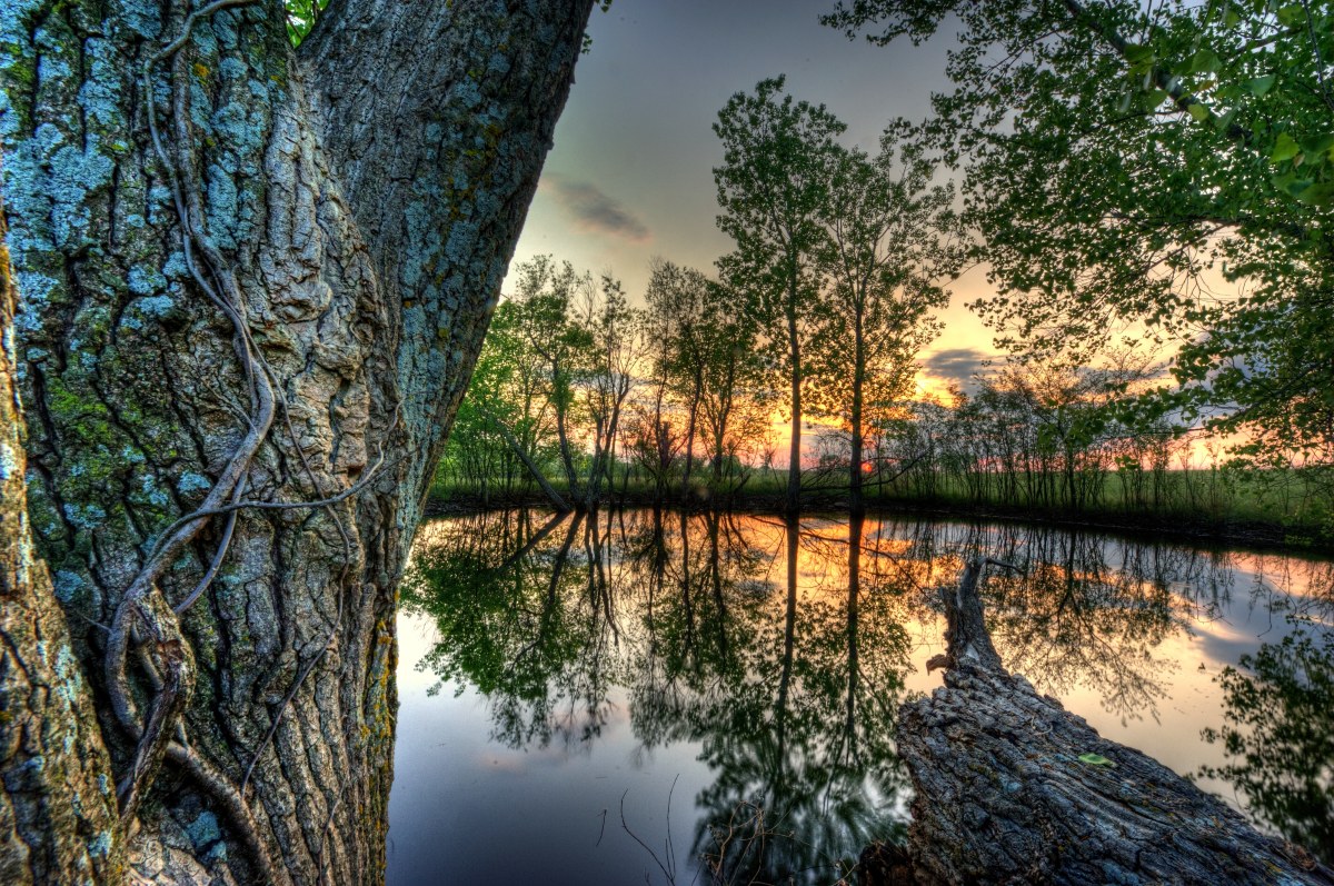 Blue and Green Pond