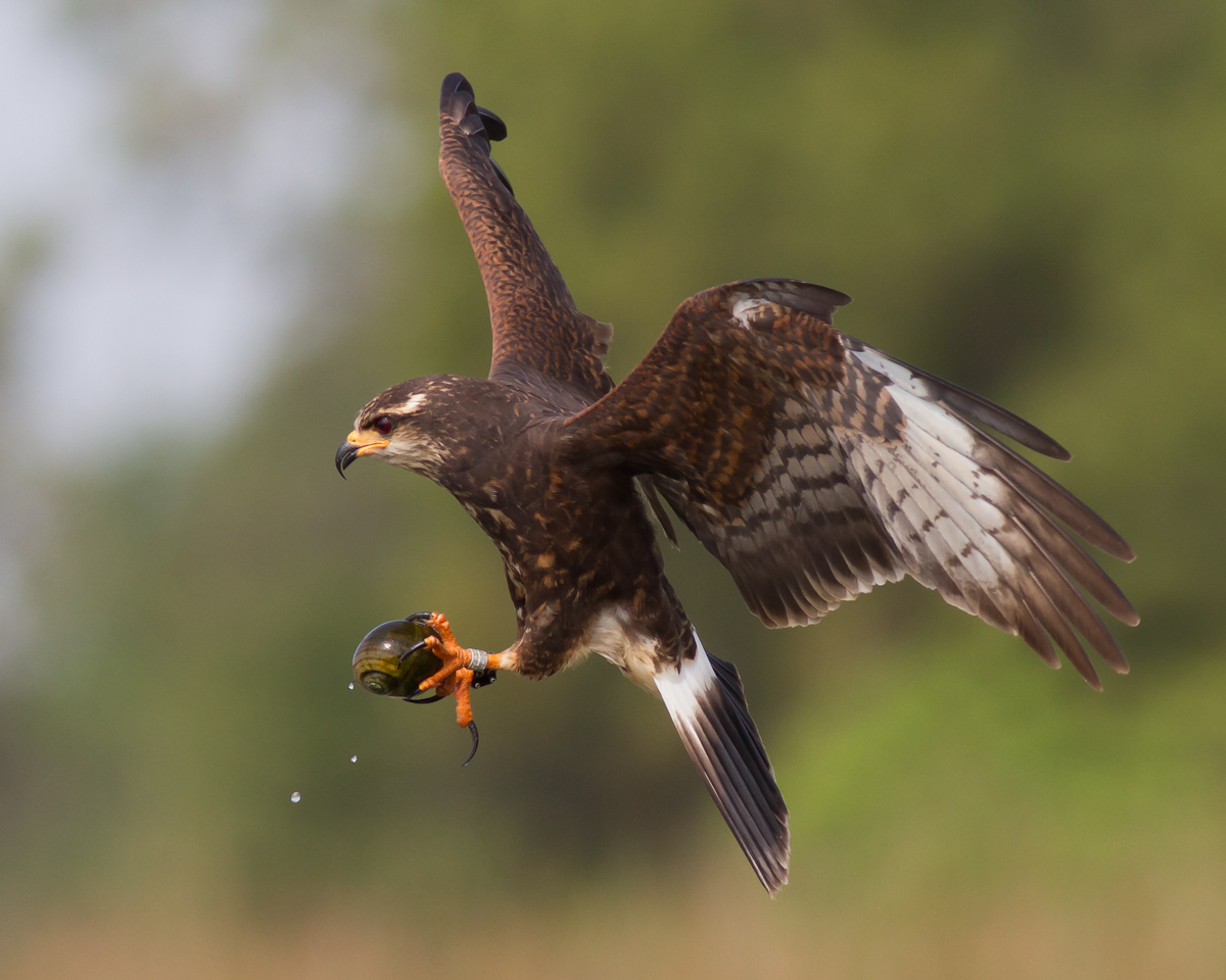 Female Snail Kite