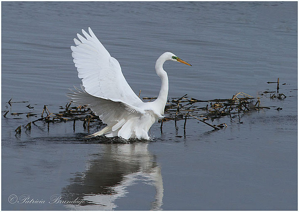 Great White Egret