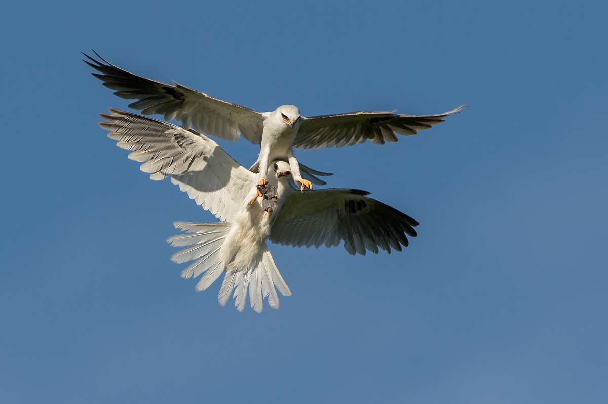 In Air Food Exchange