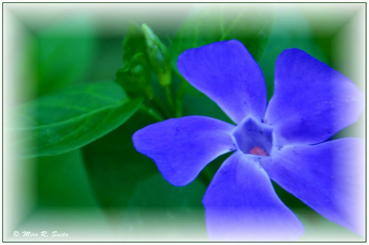 WC 529 - Blue & Green-2