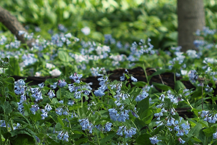 Blue bells WC529