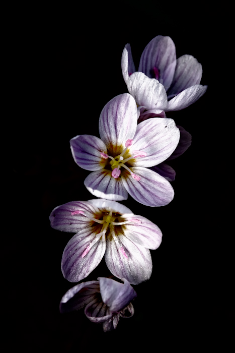 Spring Beauties
