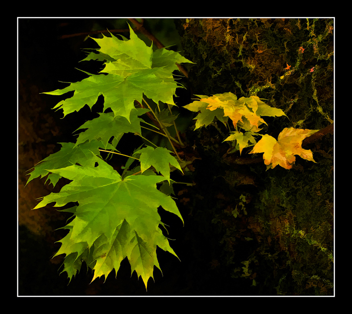 Leafs
