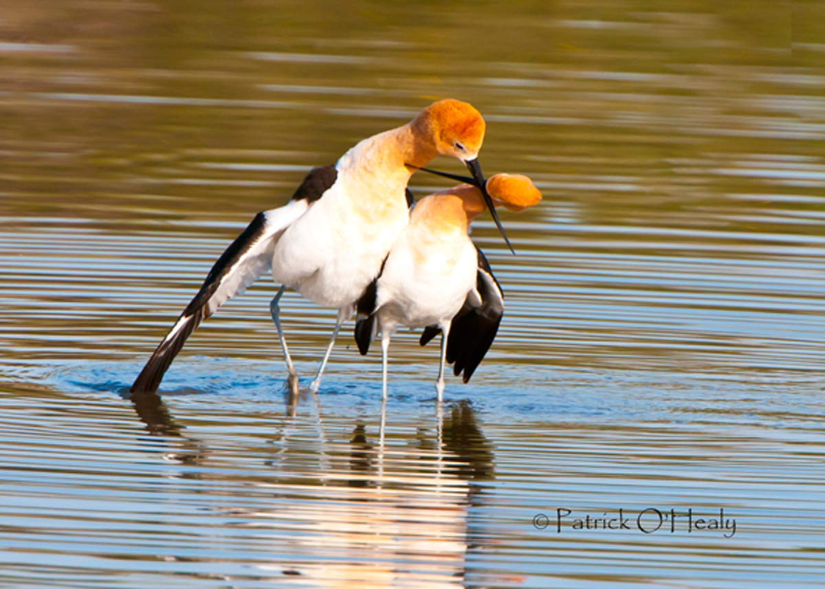 Avocets in love