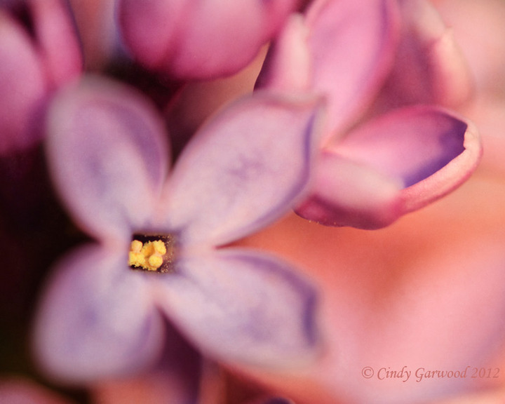 Fresh Lilac