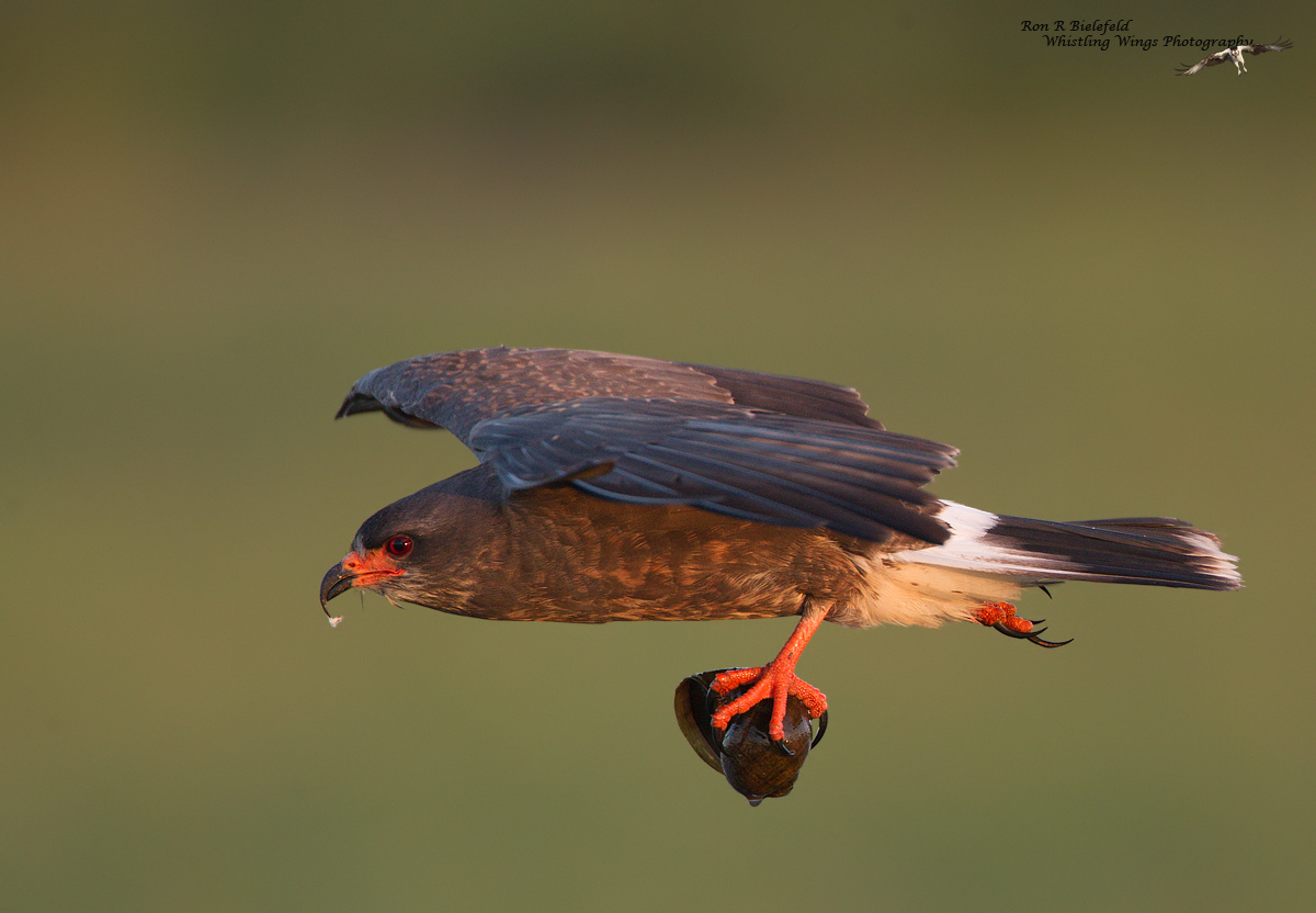 Early Bird