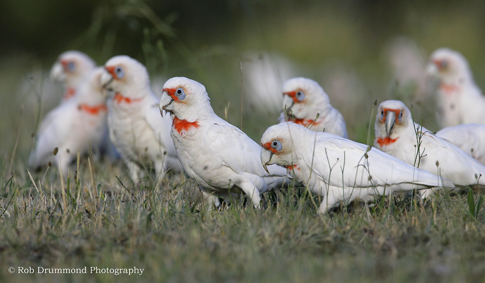 Long-billed Corella
