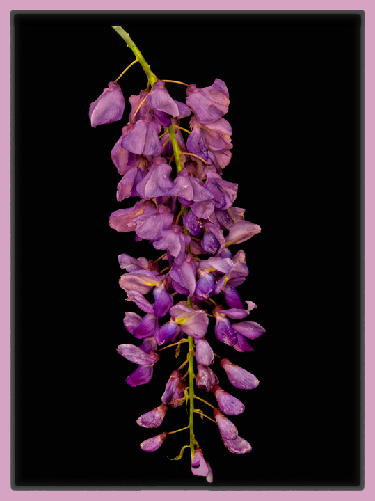 Wisteria