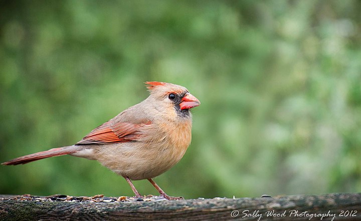 Momma Cardinal + repost