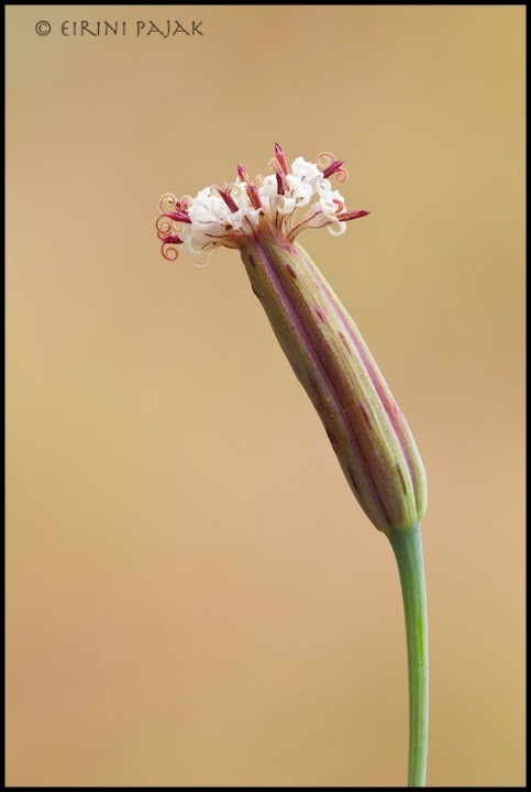 Slender Poreleaf