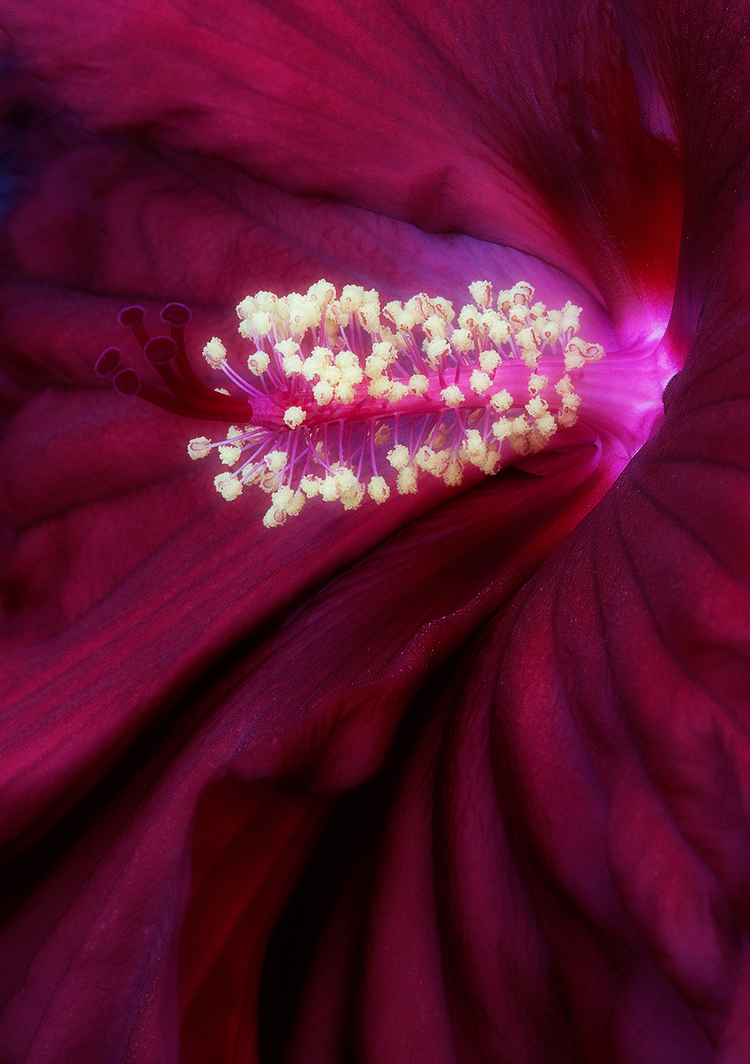 Hibiscus.