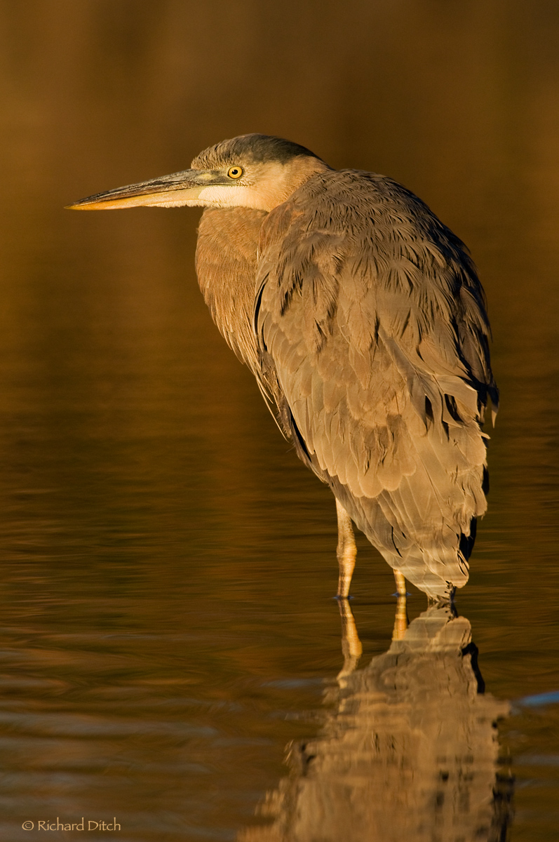 Great Blue Heron