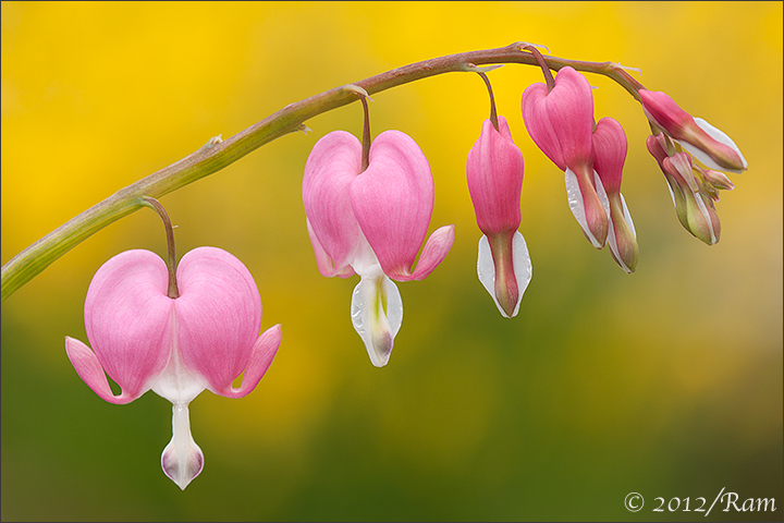 Bleeding Heart