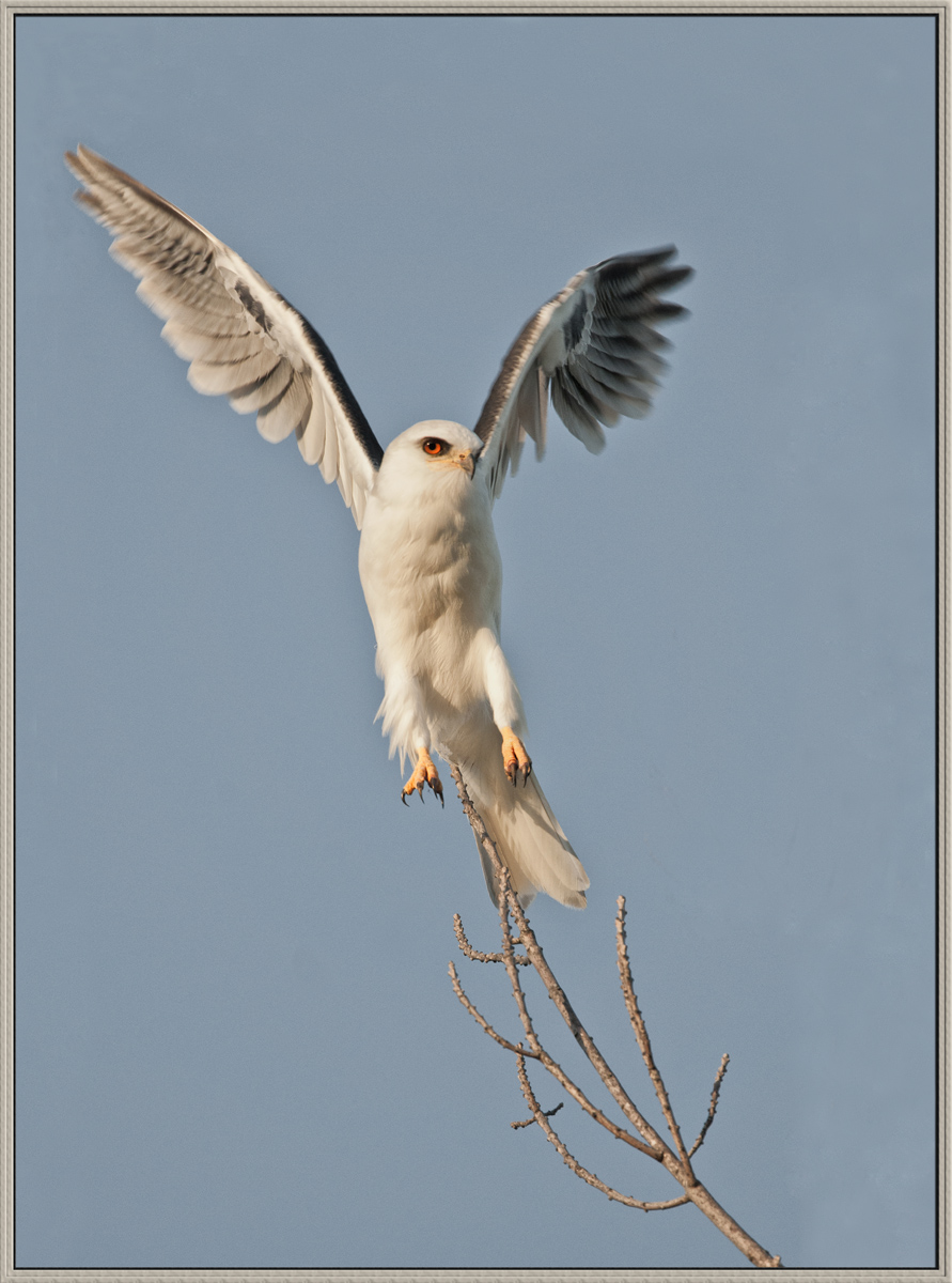 Take-off: W-T  Kite