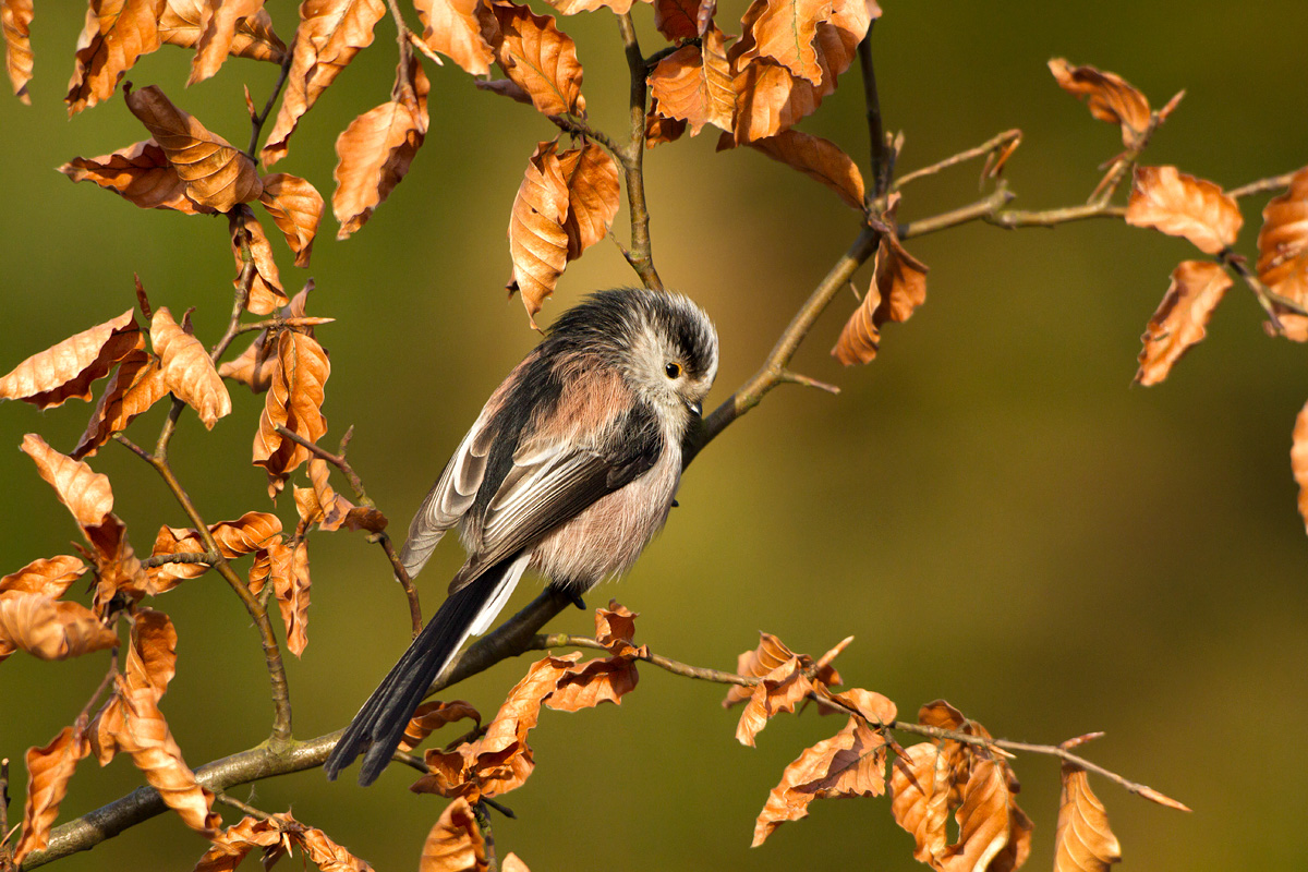 LONG TAILED TIT