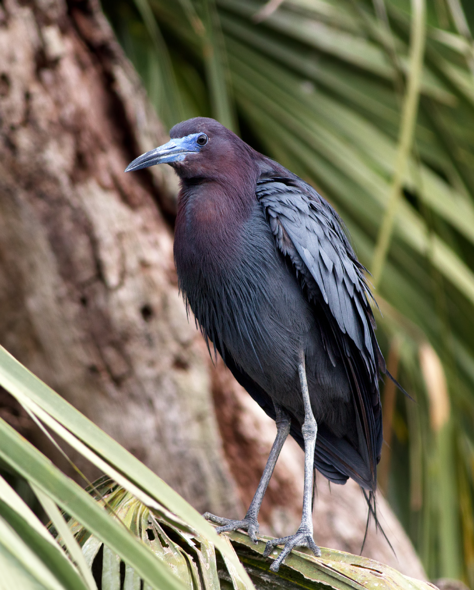 Little Blue Heron