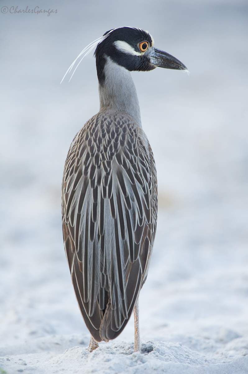 Yellow-crowned