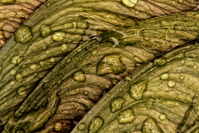 Maple seeds