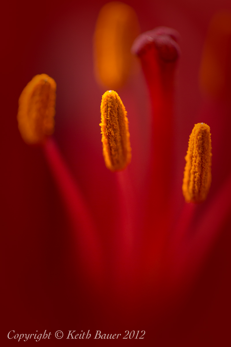 Lily up close & personal