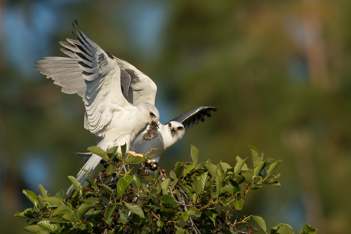 White Tail Kites w/Prey