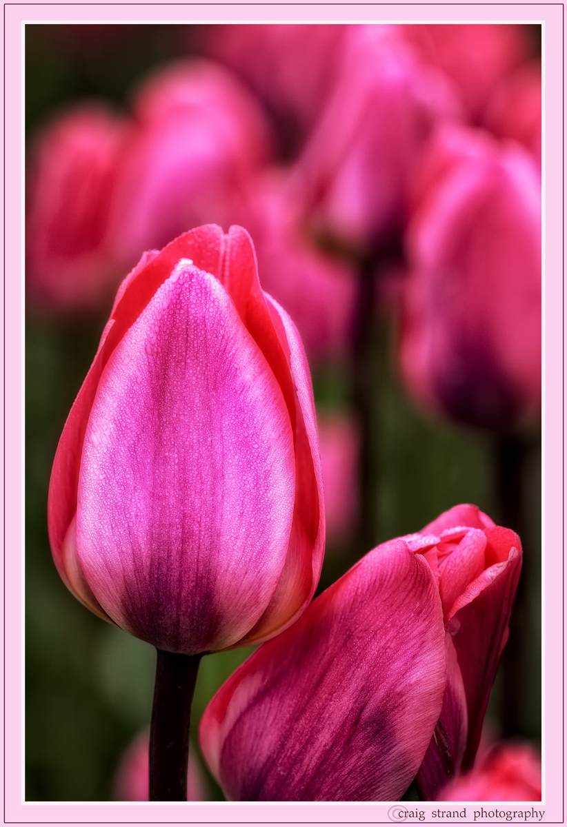 Pretty in Pink