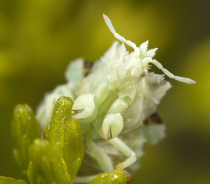 Ambush bug