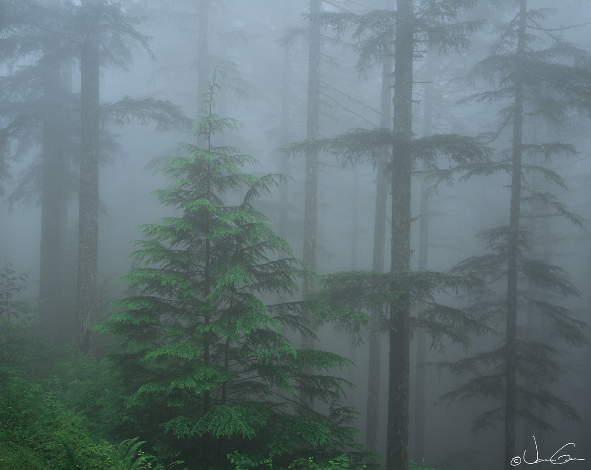 Hemlocks
