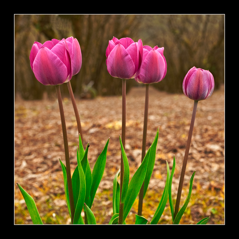 More Roadside Tulips