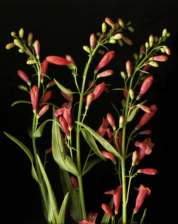 Spring Penstemon