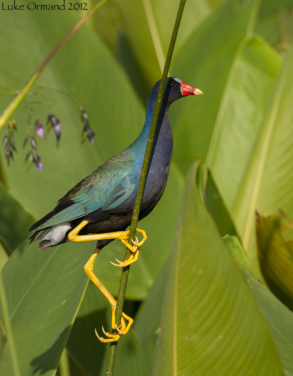 Purple Gallinule