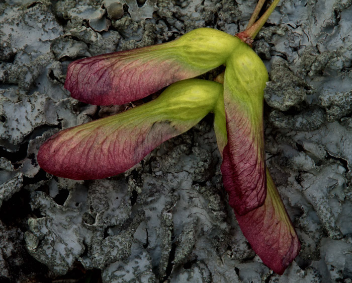 More maple seeds