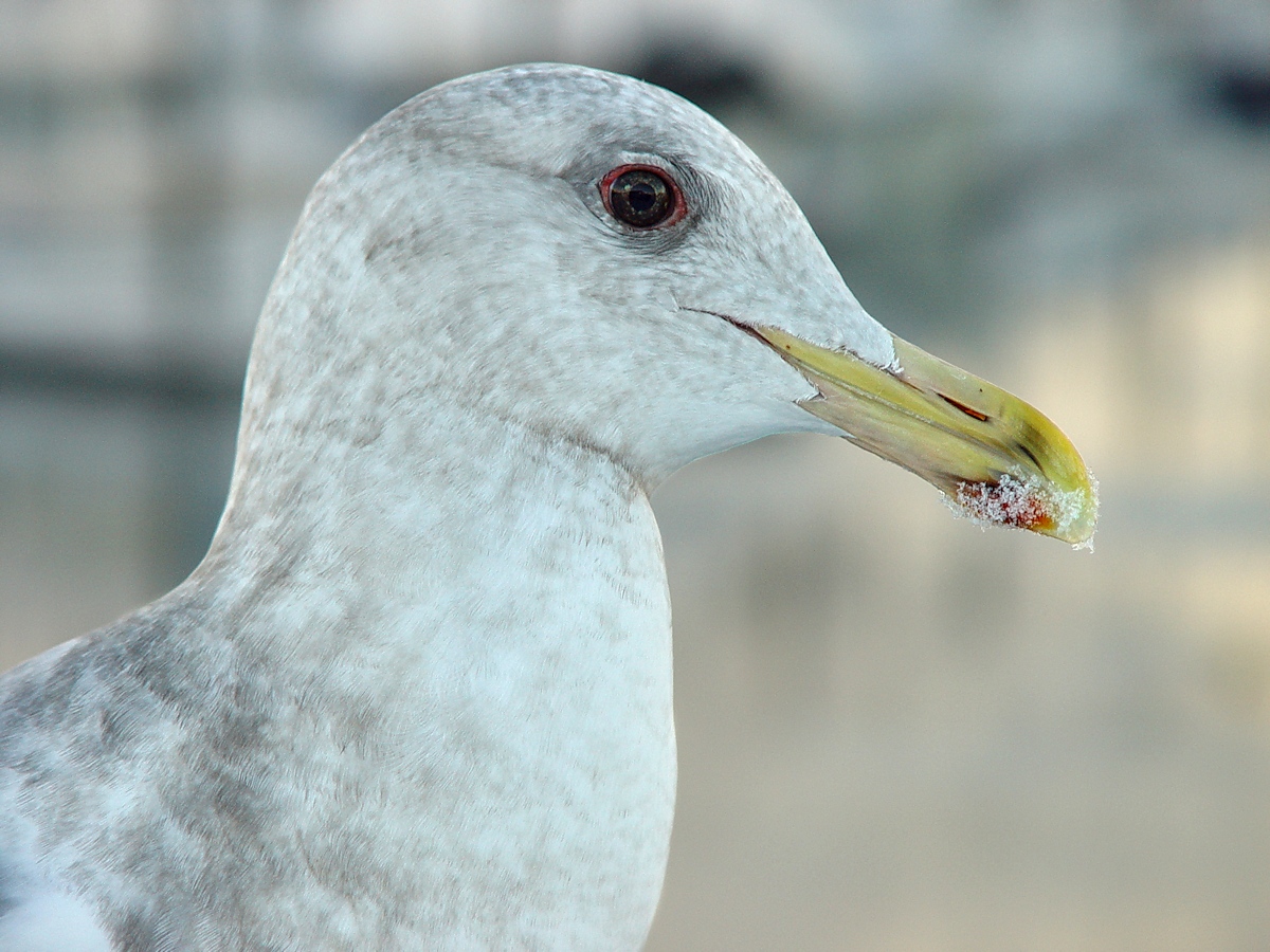 530 - Seagull Portrait