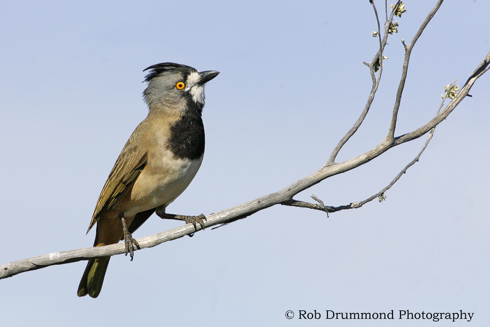 Crested Bellbird
