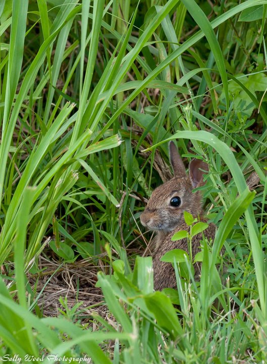 Peering Bunny