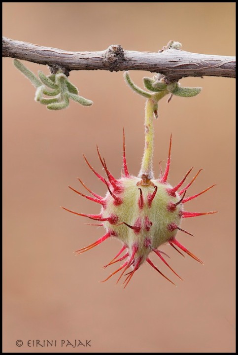 Littleleaf Ratany Pod