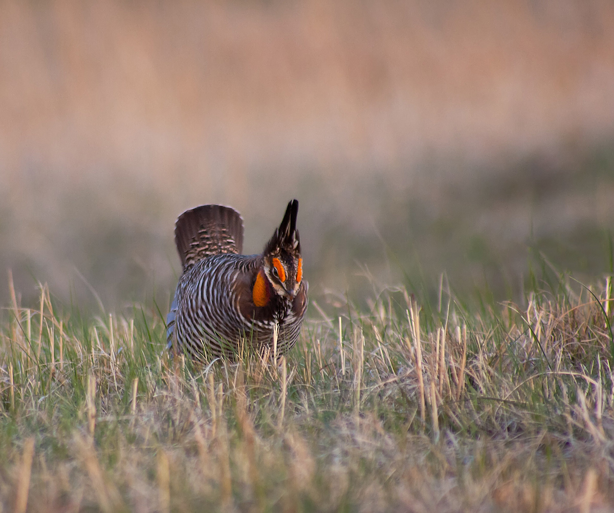 Prairie Chicken Again