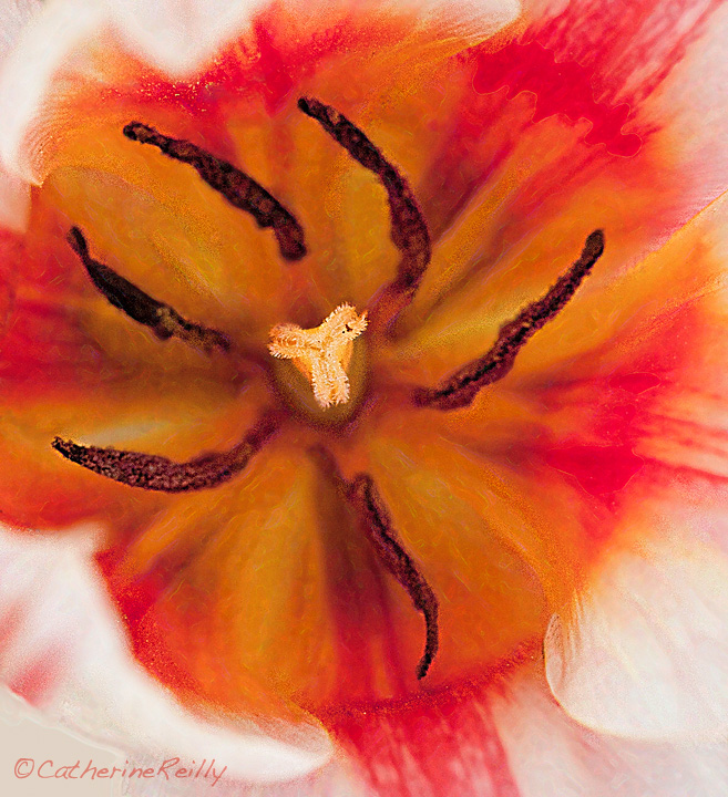 Tulip's Gaiety