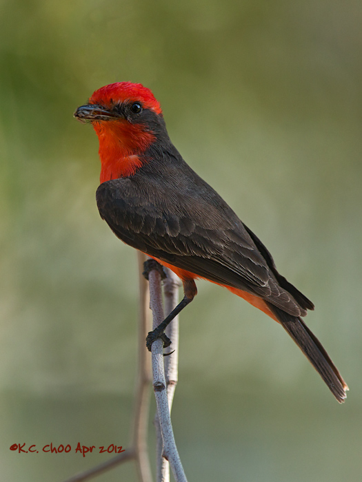 Vermilion Flycatcher