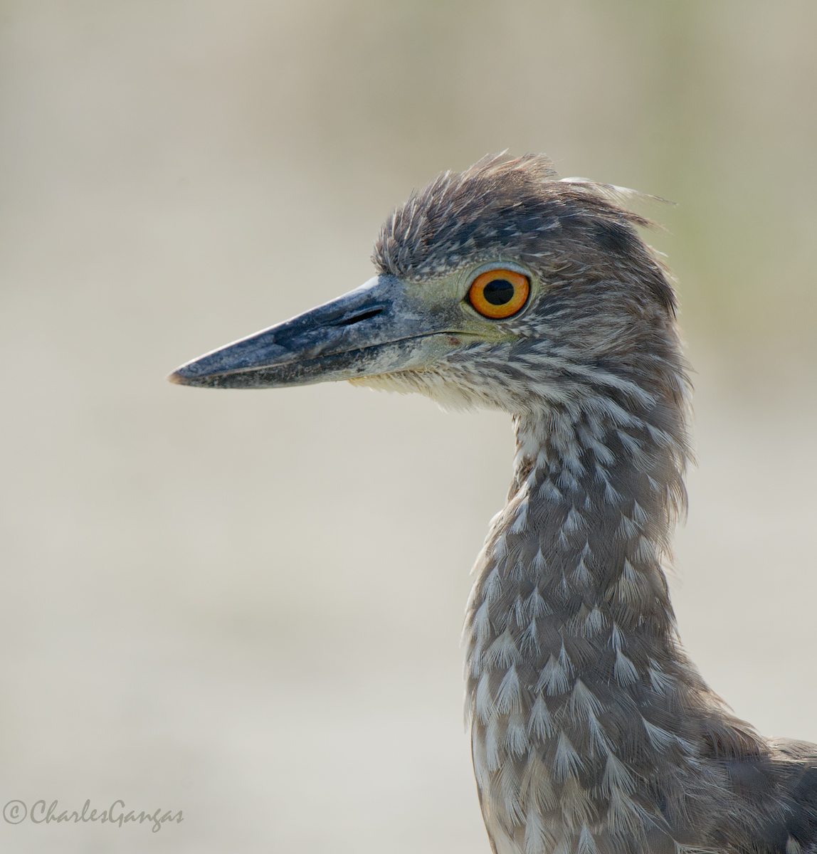 Yellow-crowned Imm