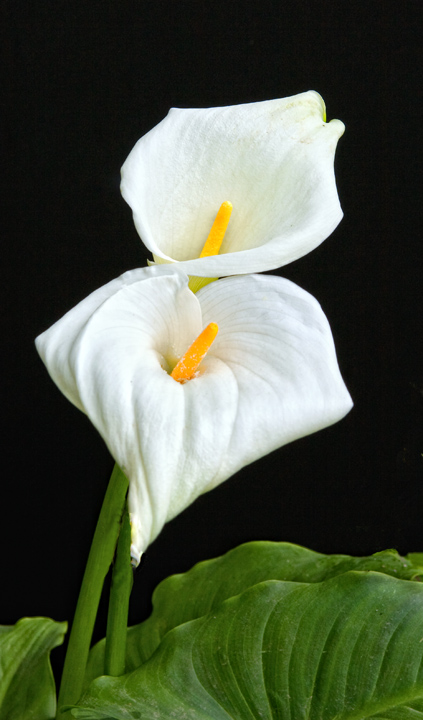 Two Callas