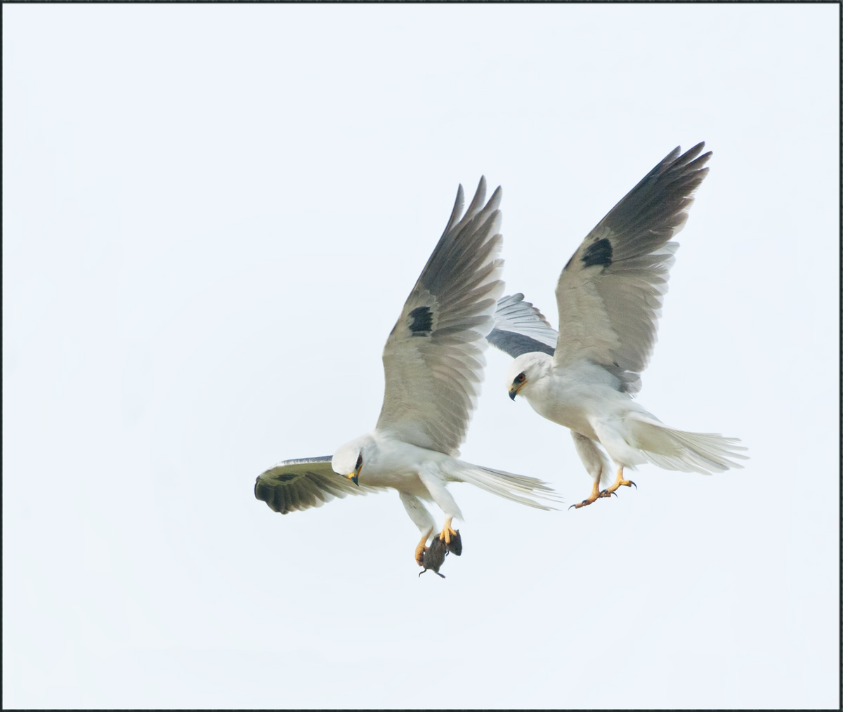 WT Kites - 
